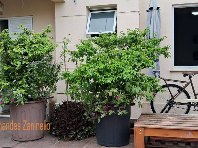 Apartamento para Venda em São Caetano do Sul - 5